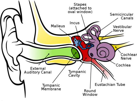 About Hearing - Hearing Matters